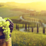 Winnice w Toskanii — praktyczne wskazówki dla zwiedzających