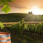 TOP 12 najlepszych winiarni w Chianti