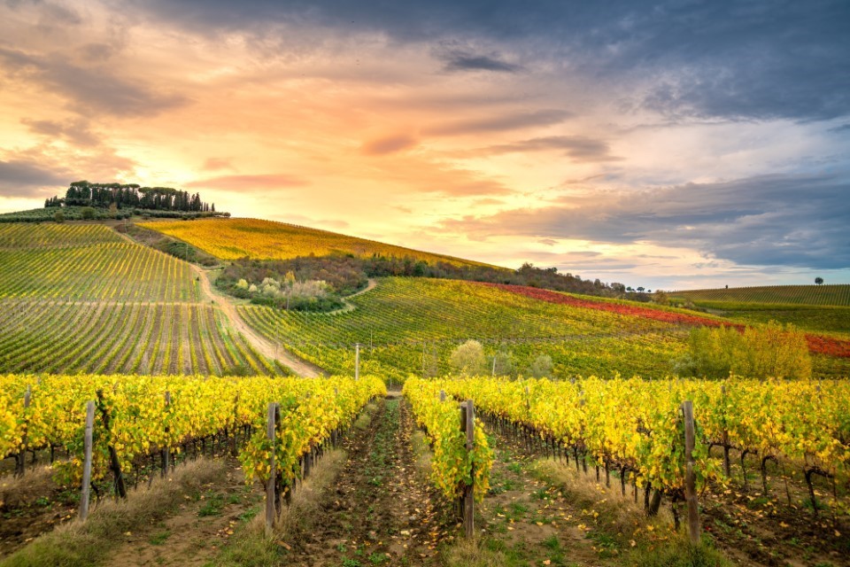 Chianti region, Tuscany, Italy. Vineyards at sunset, autumn colors