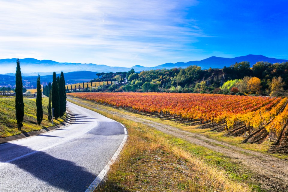 Autumn landscape. Rural scenery of  Tuscany countryside with autumn vineyards and cypresses on the road. Italy travel